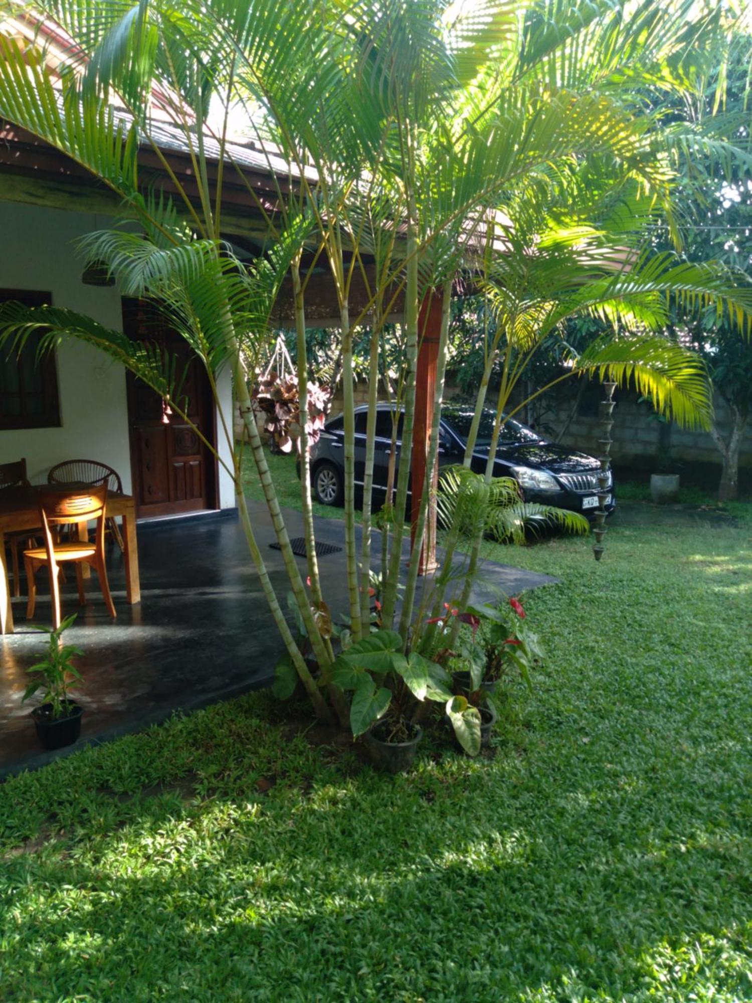 Jasmin Homestay Marakolliya Тангалле Екстер'єр фото